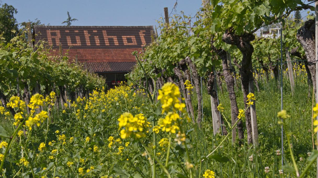 Weingut Rütihof