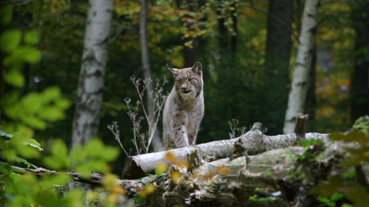 Tierpark Langenberg