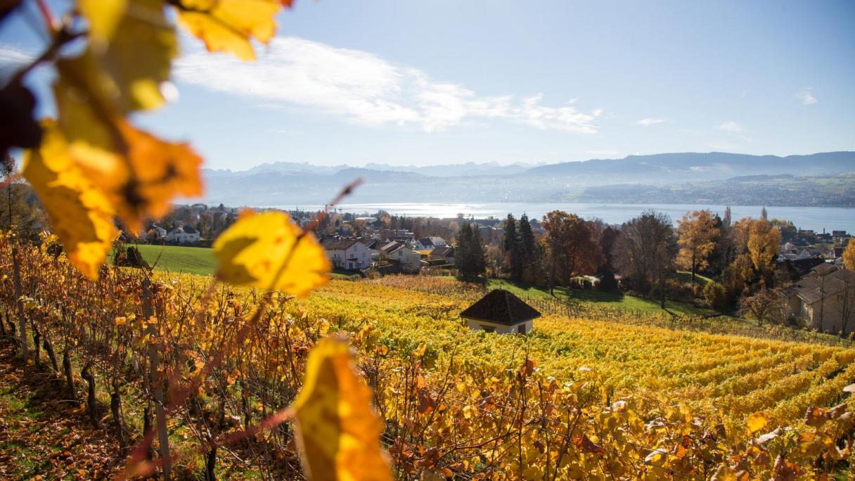 Weingut Erich Meier