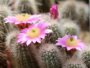 Zurich succulent plant collection 