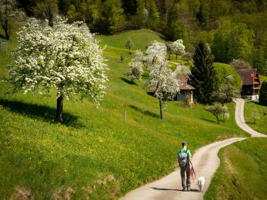 Zug, escursione tra i fiori di ciliegio