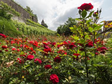 Rose Garden in Rapperswil by Lake Zurich