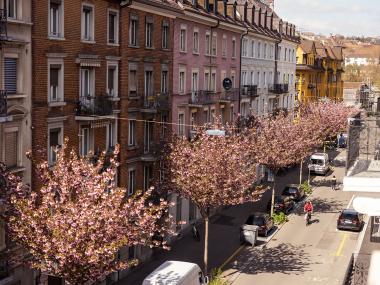 Kirschblüten in Zürich