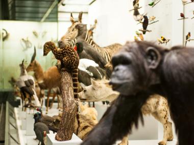 Zoological Museum Zurich