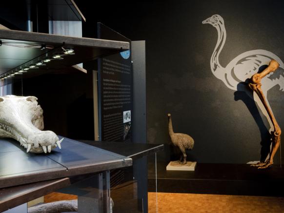 Musée zoologique Zurich