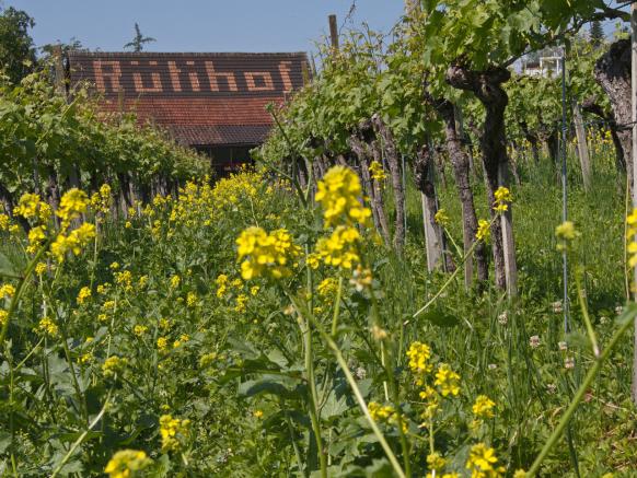 Rütihof Winery