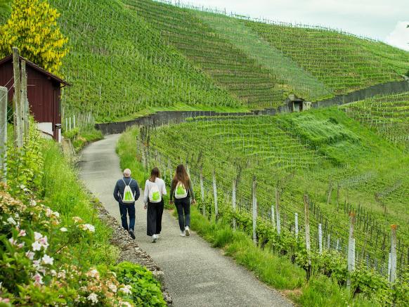 Escursione al vino