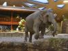 Kaeng Krachan Elephant Park