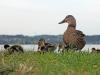 Enten auf der Insel Lützelau