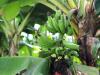 Banana plant at the City Gardens Zurich